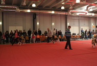 - 2016.03.13 - 2 International CACIB dog-shows, Pécs