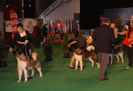 - 2016.03.13 - 2 International CACIB dog-shows, Pécs