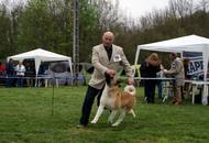 Hunting Dog CAC Show Kaposvár – 09.04.2016