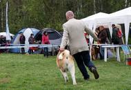 Hunting Dog CAC Show Kaposvár – 09.04.2016