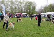 Hunting Dog CAC Show Kaposvár – 09.04.2016