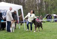 Hunting Dog CAC Show Kaposvár – 09.04.2016