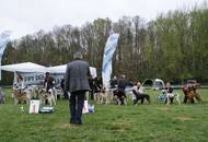 Hunting Dog CAC Show Kaposvár – 09.04.2016