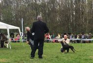 Hunting Dog CAC Show Kaposvár – 09.04.2016