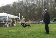 Hunting Dog CAC Show Kaposvár – 09.04.2016