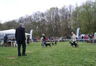 Hunting Dog CAC Show Kaposvár – 09.04.2016