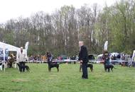 Hunting Dog CAC Show Kaposvár – 09.04.2016
