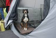 Hunting Dog CAC Show Kaposvár – 09.04.2016