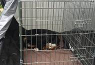 Hunting Dog CAC Show Kaposvár – 09.04.2016