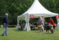 CACIB Varasdin - 28-29.05.2016. 2 x International Dog Show
