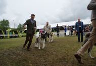 14-15-16.05.2016 Szilvásvárad-Bélapátfalva 3xCACIB International Dog Show