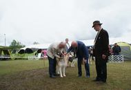 14-15-16.05.2016 Szilvásvárad-Bélapátfalva 3xCACIB International Dog Show