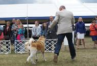 14-15-16.05.2016 Szilvásvárad-Bélapátfalva 3xCACIB International Dog Show