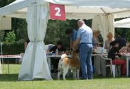 CACIB Varasdin - 28-29.05.2016. 2 x International Dog Show