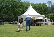 CACIB Varasdin - 28-29.05.2016. 2 x International Dog Show