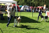 CACIB Maribor 16.04.2016.