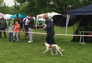 CAC Novi Marof - National Dog Show