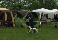 CAC Novi Marof - National Dog Show