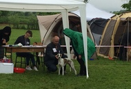 CAC Novi Marof - National Dog Show