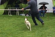 CAC Novi Marof - National Dog Show