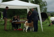 CAC Novi Marof - National Dog Show