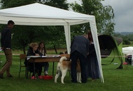 CAC Novi Marof - National Dog Show