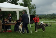 CAC Novi Marof - National Dog Show