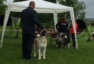 CAC Novi Marof - National Dog Show