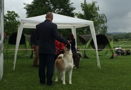 CAC Novi Marof - National Dog Show