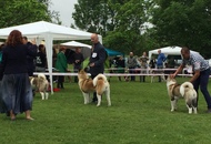 CAC Novi Marof - National Dog Show