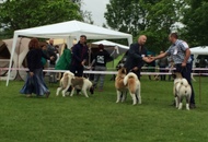 CAC Novi Marof - National Dog Show