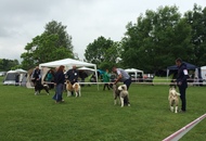 CAC Novi Marof - National Dog Show