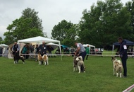 CAC Novi Marof - National Dog Show