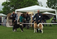CAC Novi Marof - National Dog Show