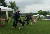 CAC Novi Marof - National Dog Show
