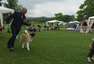 CAC Novi Marof - National Dog Show