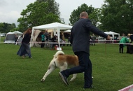 CAC Novi Marof - National Dog Show