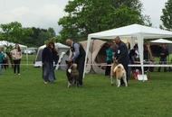 CAC Novi Marof - National Dog Show