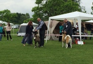 CAC Novi Marof - National Dog Show