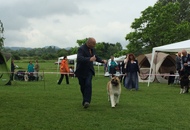 CAC Novi Marof - National Dog Show