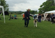 CAC Novi Marof - National Dog Show