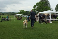 CAC Novi Marof - National Dog Show