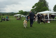 CAC Novi Marof - National Dog Show