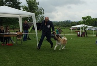 CAC Novi Marof - National Dog Show