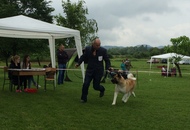 CAC Novi Marof - National Dog Show
