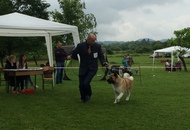 CAC Novi Marof - National Dog Show
