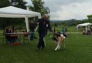 CAC Novi Marof - National Dog Show