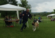 CAC Novi Marof - National Dog Show