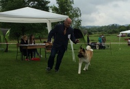 CAC Novi Marof - National Dog Show
