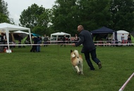 CAC Novi Marof - National Dog Show